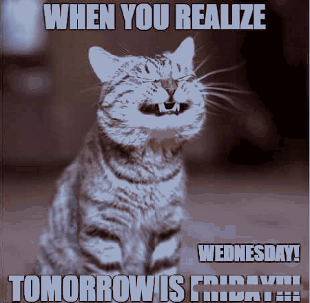 Wesoły kot jutro środa